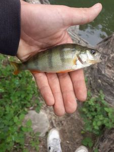 European Perch