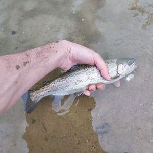 Rainbow Trout
