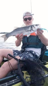 European Bass (Seabass)
