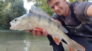 European Perch