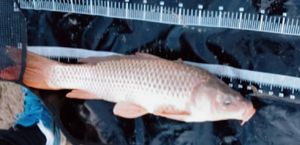Common Carp