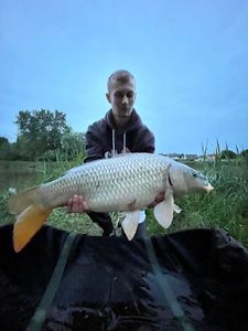 Common Carp
