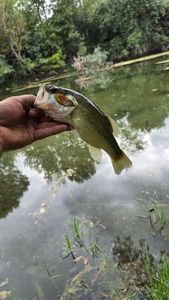 Largemouth Bass