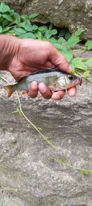 Green Sunfish