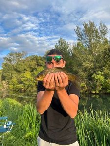 Crucian Carp