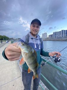 European Perch