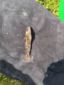 Common Goby