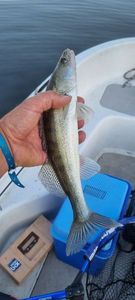Zander