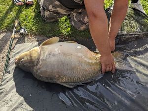 Common Carp