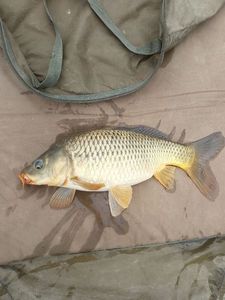 Common Carp