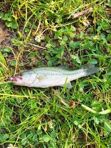 Largemouth Bass