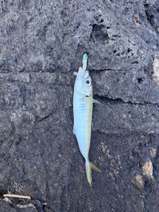 Mediterranean Horse Mackerel