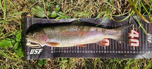 Rainbow Trout