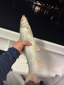Barbel