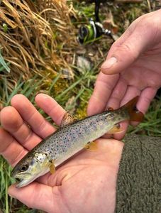 Brown Trout