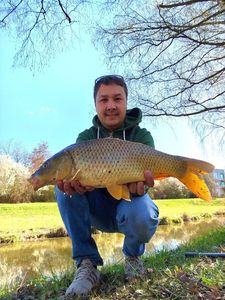 Common Carp