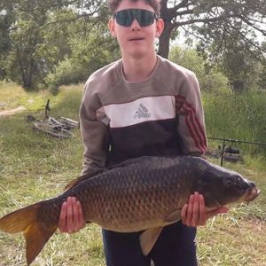 Common Carp