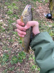 Brown Trout