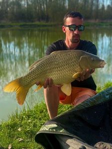Common Carp