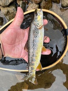 Brown Trout