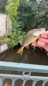 European Perch