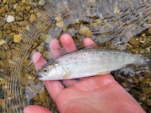 Brown Trout