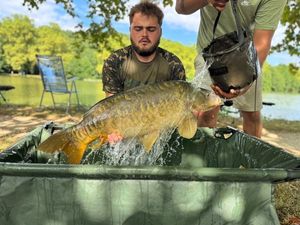 Mirror Carp