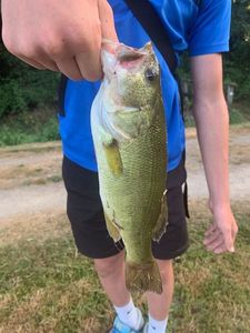 Largemouth Bass