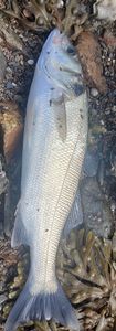 European Bass (Seabass)