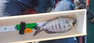 Angler's catch photo