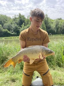 Common Carp