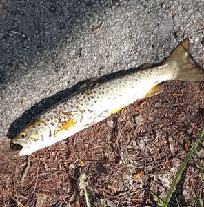 Brown Trout