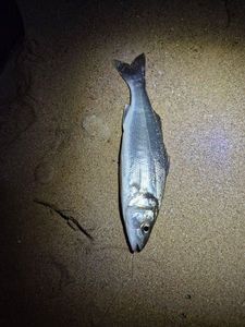 European Bass (Seabass)