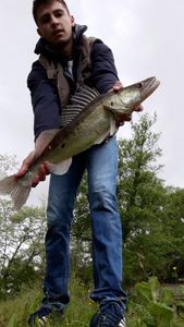 Zander