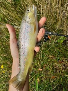 Brown Trout