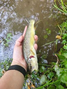 Brown Trout