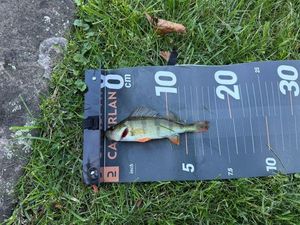 European Perch