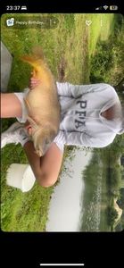 Mirror Carp