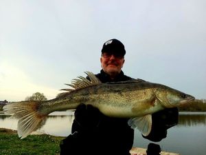 Zander