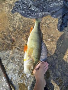 Yellow Perch