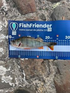 European Perch