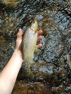 Brown Trout