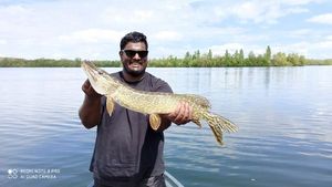 Northern Pike