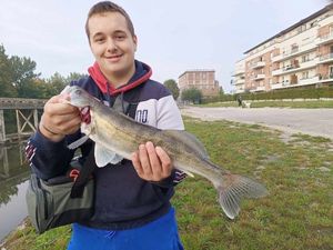 Zander