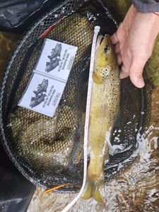 Brown Trout