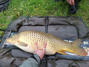 Common Carp