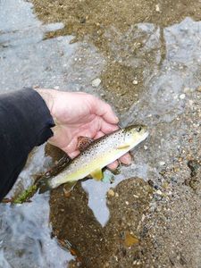 Brown Trout