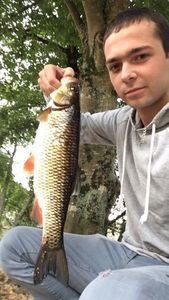 Chub
