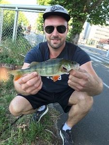 European Perch