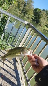 Largemouth Bass